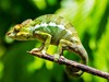 endemický chameleon (Madagaskar, Dreamstime)
